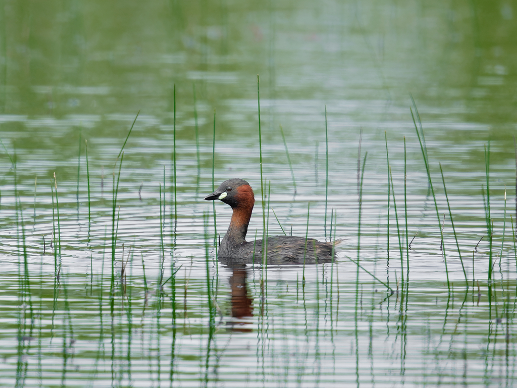 Little Grebe